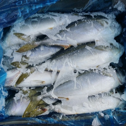 Yellow Tail