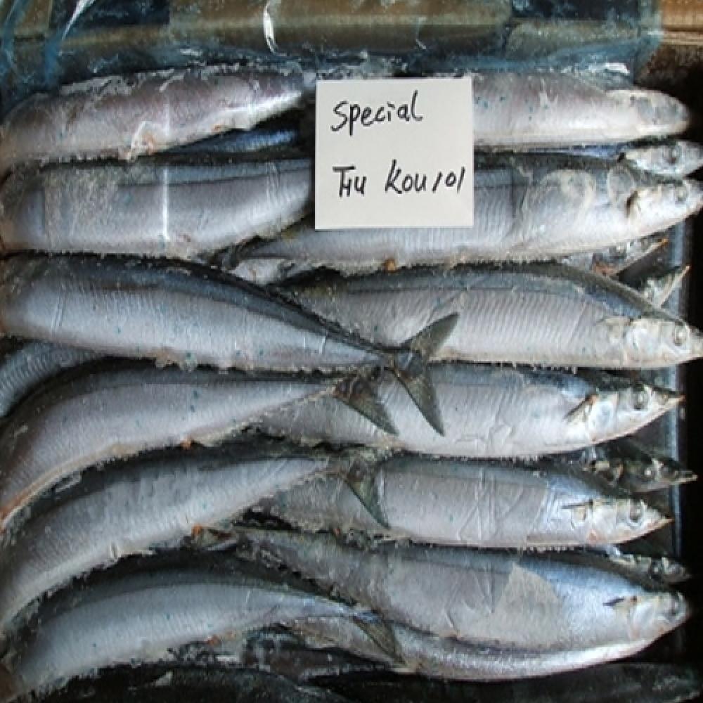 PACIFIC SAURY