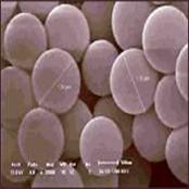 Dental Materials (DM)