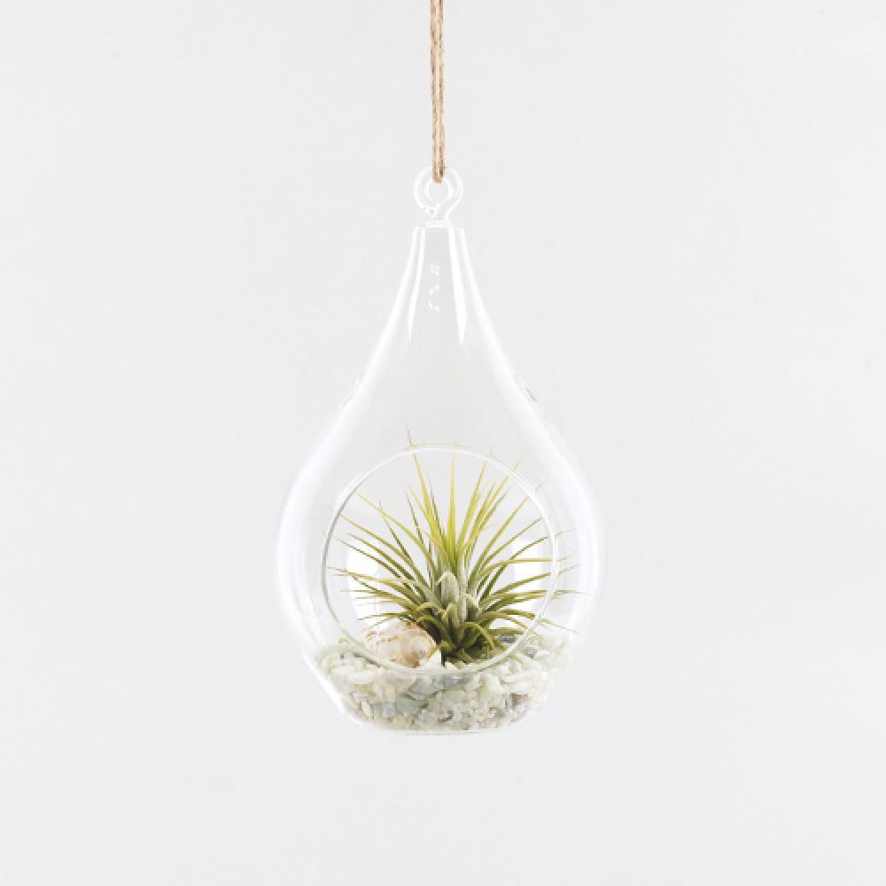 Tillandsia Air Plants Hanging Teardrop glass Ionantha set by Joinflower Joinfolia