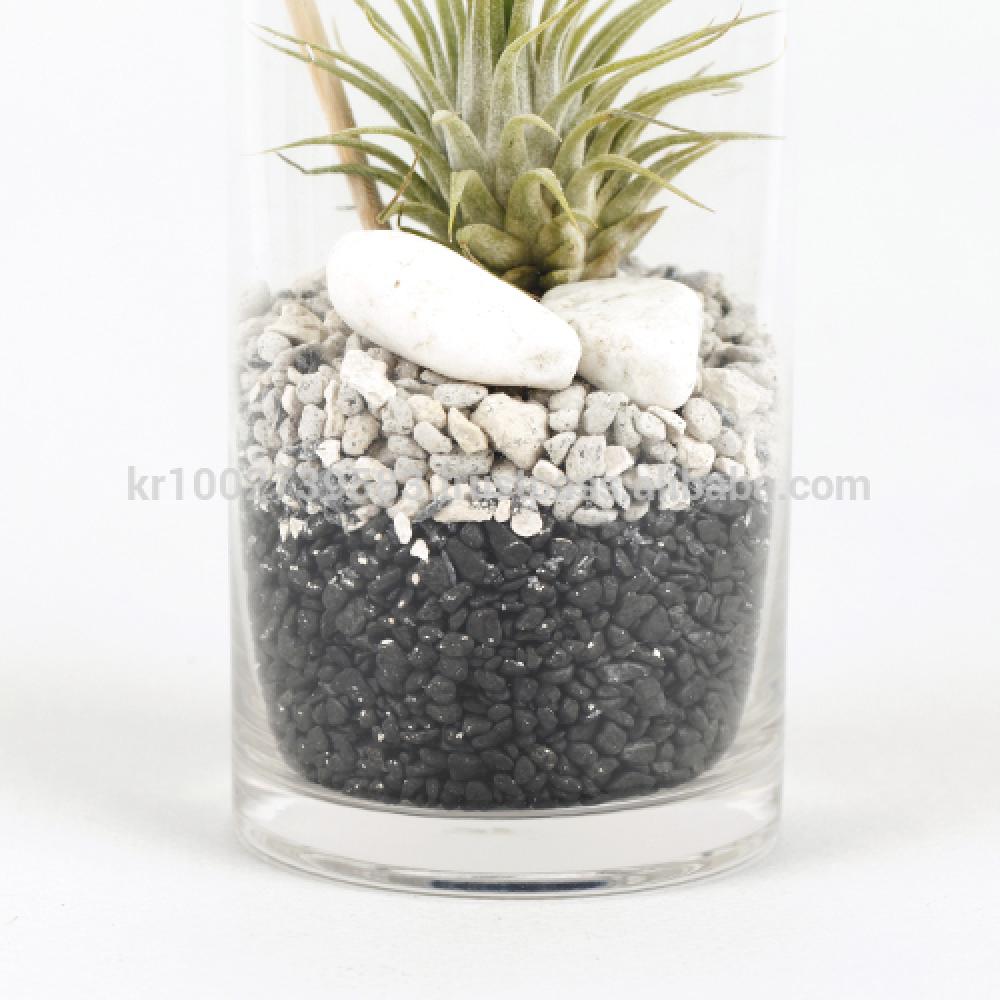 Vintage Glass Cup Tillandsia Air Plants DIY Set " Black & White" Joinflower