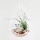 detail image1 Air Plants Tillandsia Terrarium Set " Desert Juncifolia " by Joinflower Joinfolia