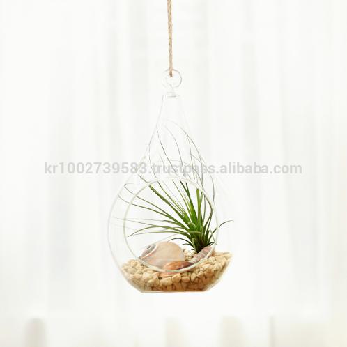 Air Plants Tillandsia Terrarium Set " Desert Juncifolia " by Joinflower Joinfolia
