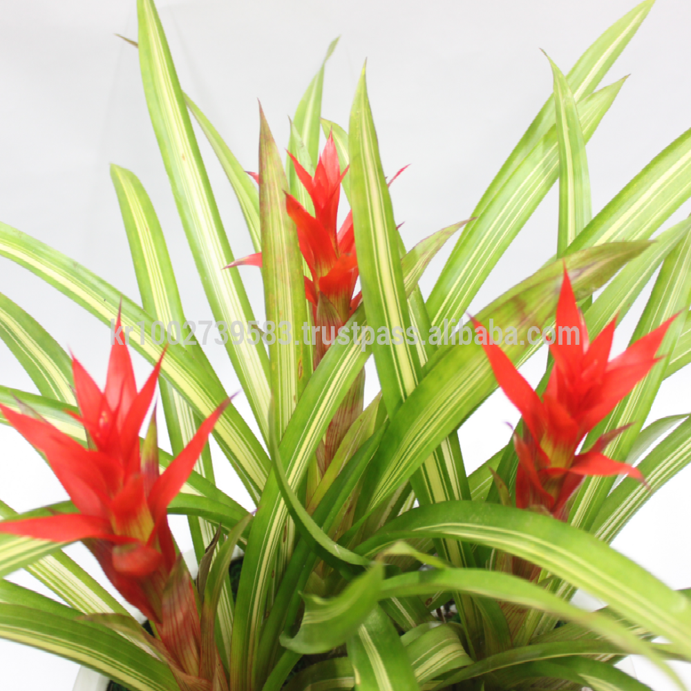 Wonderfully stunning table top plants guzmania " Grand Prix " Joinflower Joinfolia