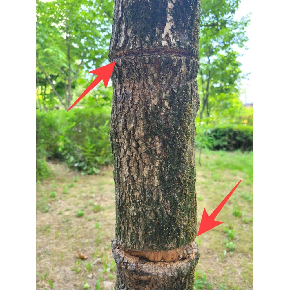 tree strap 17-250 tree tie