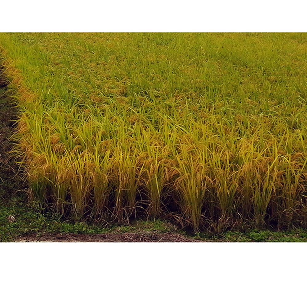 Organic Mixed Grain Five Color Glutinous Rice 1kg